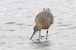 Kuaka Bar-tailed godwit | Kuaka | New Zealand Birds Online