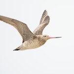 Kuaka Bar-tailed godwit | Kuaka | New Zealand Birds Online