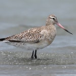 Kuaka Bar-tailed godwit | Kuaka | New Zealand Birds Online