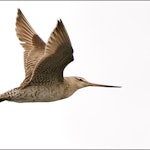 Kuaka Bar-tailed godwit | Kuaka | New Zealand Birds Online
