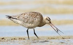 Kuaka Bar-tailed godwit | Kuaka | New Zealand Birds Online