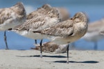 Kuaka Bar-tailed godwit | Kuaka | New Zealand Birds Online