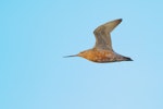 Kuaka Bar-tailed godwit | Kuaka | New Zealand Birds Online