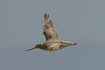 Kuaka Bar-tailed godwit | Kuaka | New Zealand Birds Online