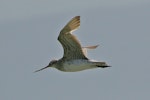 Kuaka Bar-tailed godwit | Kuaka | New Zealand Birds Online