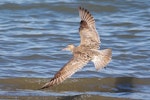 Kuaka Bar-tailed godwit | Kuaka | New Zealand Birds Online