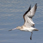 Kuaka Bar-tailed godwit | Kuaka | New Zealand Birds Online