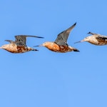 Kuaka Bar-tailed godwit | Kuaka | New Zealand Birds Online