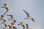 Kuaka Bar-tailed godwit | Kuaka | New Zealand Birds Online