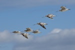 Kuaka Bar-tailed godwit | Kuaka | New Zealand Birds Online