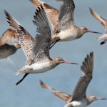 Kuaka Bar-tailed godwit | Kuaka | New Zealand Birds Online