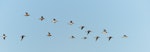 Kuaka Bar-tailed godwit | Kuaka | New Zealand Birds Online