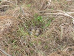 Kuaka Bar-tailed godwit | Kuaka | New Zealand Birds Online