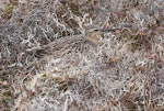 Kuaka Bar-tailed godwit | Kuaka | New Zealand Birds Online