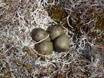 Kuaka Bar-tailed godwit | Kuaka | New Zealand Birds Online