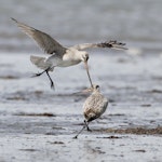 Kuaka Bar-tailed godwit | Kuaka | New Zealand Birds Online