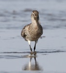 Kuaka Bar-tailed godwit | Kuaka | New Zealand Birds Online