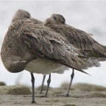 Kuaka Bar-tailed godwit | Kuaka | New Zealand Birds Online