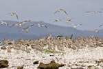 Kuaka Bar-tailed godwit | Kuaka | New Zealand Birds Online