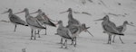 Kuaka Bar-tailed godwit | Kuaka | New Zealand Birds Online