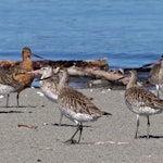 Kuaka Bar-tailed godwit | Kuaka | New Zealand Birds Online