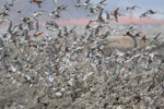 Kuaka Bar-tailed godwit | Kuaka | New Zealand Birds Online