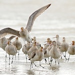 Kuaka Bar-tailed godwit | Kuaka | New Zealand Birds Online
