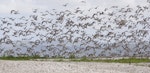 Kuaka Bar-tailed godwit | Kuaka | New Zealand Birds Online