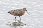 Kuaka Bar-tailed godwit | Kuaka | New Zealand Birds Online