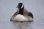Canada goose | Kuihi. Front view of adult on water. Lake Taupo, January 2009. Image © Jenny Atkins by Jenny Atkins.