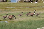 Canada goose | Kuihi. Adult pair with 5 goslings. Canterbury, December 2008. Image © Peter Reese by Peter Reese.