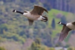 Canada goose | Kuihi. Ventral view of adults in flight. Lake Okareka, September 2012. Image © Raewyn Adams by Raewyn Adams.