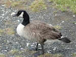 Canada goose | Kuihi. Adult. Kaikoura Peninsula, February 2013. Image © Alan Tennyson by Alan Tennyson.