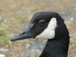 Canada goose | Kuihi. Close view of head. Kaikoura Peninsula, February 2013. Image © Alan Tennyson by Alan Tennyson.
