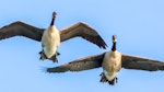 Canada goose | Kuihi. Two birds about to land. Wairau River, January 2020. Image © Derek Templeton by Derek Templeton.