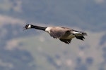 Canada goose | Kuihi. Adult in flight, side view. Blenheim sewage ponds, Wairau Lagoons, October 2018. Image © Rob Lynch by Rob Lynch.