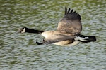 Canada goose | Kuihi. Dorsal view of adult in flight. Waikanae estuary, November 2013. Image © Roger Smith by Roger Smith.
