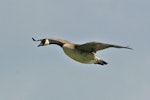 Canada goose | Kuihi. Side view of adult in flight. Mataitai shellbank, Clevedon-Kawakawa Bay Road. Image © Noel Knight by Noel Knight.