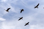 Canada goose | Kuihi. Flock in flight. Ashley estuary, Canterbury, February 2011. Image © Peter Reese by Peter Reese.