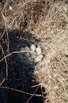 Canada goose | Kuihi. Nest with 10 eggs. Lake Ellesmere, September 1972. Image © Department of Conservation ( image ref: 10046960 ) by Rod Morris, Department of Conservation.