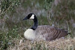 Canada goose | Kuihi. Adult on nest. Harts Creek, Lake Ellesmere, October 1960. Image © Department of Conservation ( image ref: 10037557 ) by Peter Morrison, Department of Conservation.