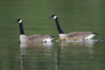 Canada goose | Kuihi. Adult pair with goslings. Lake Okareka. Image © Noel Knight by Noel Knight.