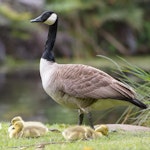 Canada goose | Kuihi. Adult, with chicks. Nga Manu Bird Sanctuary, November 2015. Image © Rob Lynch by Rob Lynch.