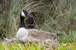 Canada goose | Kuihi. Adult at nest. Abel Tasman National Park, November 2015. Image © Rob Lynch by Rob Lynch.