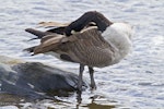 Canada goose | Kuihi. Adult preening. Tauranga, February 2012. Image © Raewyn Adams by Raewyn Adams.