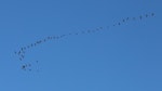 Canada goose | Kuihi. Flock flying in formation (skein). Wairau Lagoons, September 2019. Image © Derek Templeton by Derek Templeton.