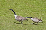 Canada goose | Kuihi. Territorial behaviour. Lake Okareka, September 2012. Image © Raewyn Adams by Raewyn Adams.