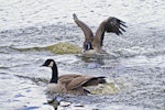 Canada goose | Kuihi. Aggressive chasing on water. Tauranga, March 2012. Image © Raewyn Adams by Raewyn Adams.