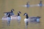 Canada goose | Kuihi. Group at rest on a lake. Lake Okareka, September 2012. Image © Tony Whitehead by Tony Whitehead.