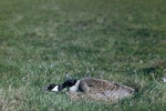 Canada goose | Kuihi. Adult on nest hiding. Birdlings Flat, Lake Ellesmere, December 1959. Image © Department of Conservation ( image ref: 10046961 ) by Peter Morrison, Department of Conservation.
